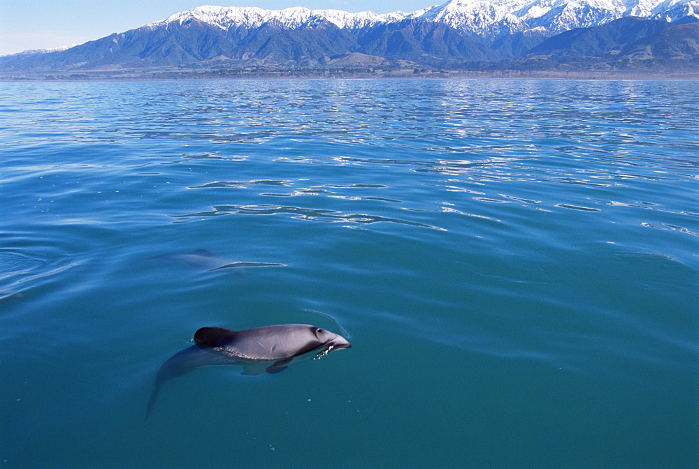 Endangered, endemic Hector's dolphin (Cephalorynchus hectori), with snow capped mountains in background, Kaikoura, South Island, New Zealand, South Pacific