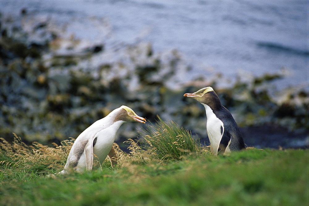 White morph with standard coloured yellow eyed penguins (Hoiho), (Megadyptes antipodes), Enderby Island, Auckland Islands, Sub-antarctic Islands, New Zealand, Southern Ocean.