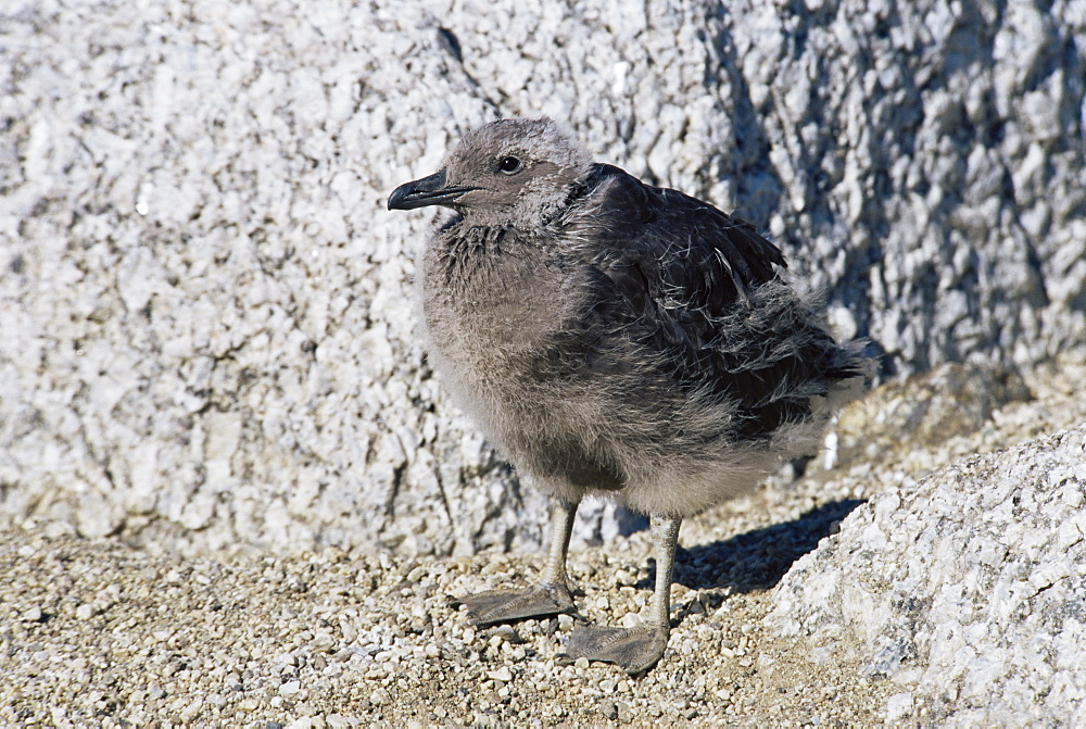 South polar skua (Catharacta maccormicki) chick about to fledge, will have much lighter plumage cf to Brown skua, Ross Sea, Antarctica, Southern Ocean