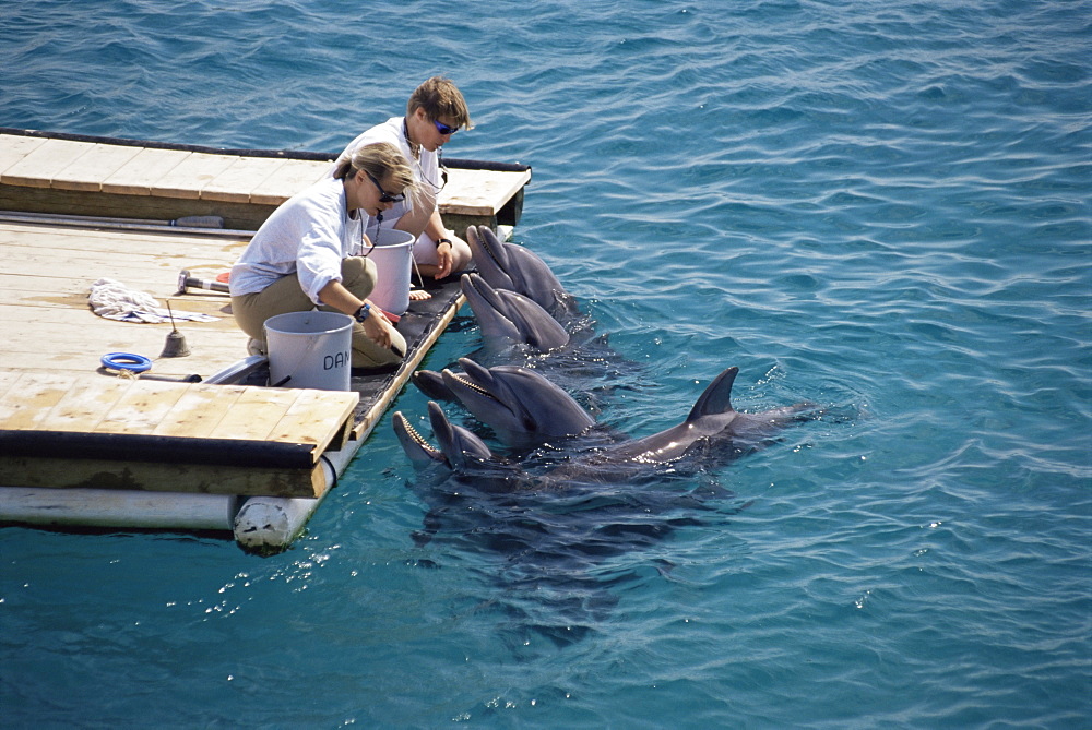 Bottlenose dolphin (Tursiops truncatus) With trainers, Dolphin Reef, Eilat, Israel, Read Sea