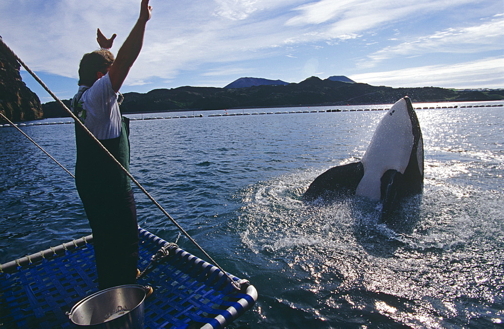 Keiko star of 'Free Willy' movie. Orca/killer whale (Orcinus orca). Vestmannaeyjar, Westman Islands), Iceland.