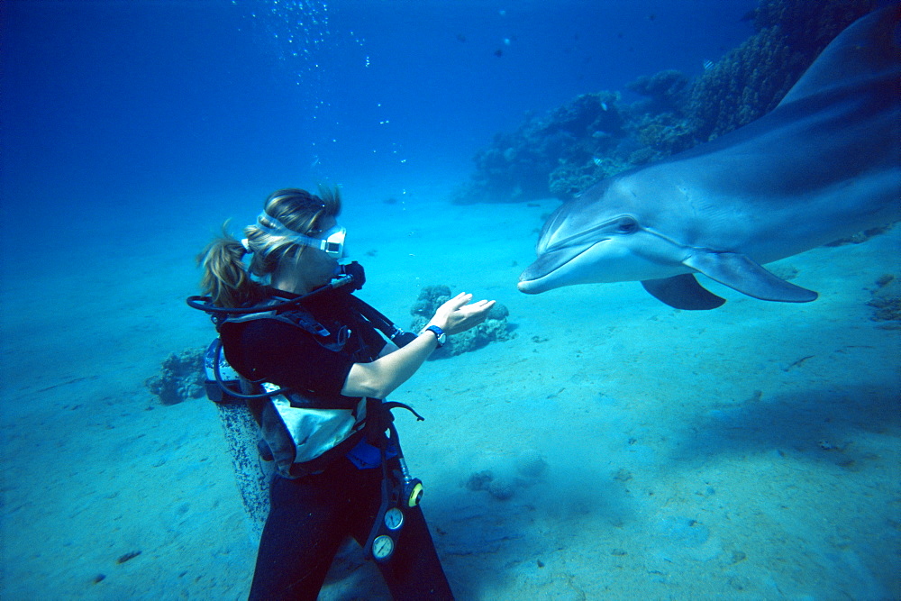 Bottlenose dolphin (Tursiops truncatus) underwater with trainer: Elke Bojanowsi, Dolphin Reef, Eilat, Israel, Read Sea