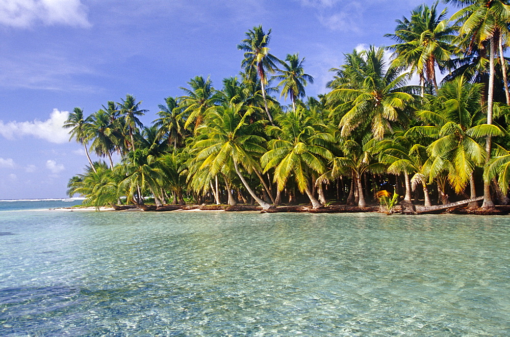 Coconut tree grove, Ifalik Island, Papua New Guinea, South Pacific Ocean.