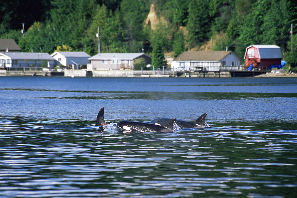 Transient orca/ killer whales (Orcinus orca), travelling slowly past residential area, Hood Canal, Settle, USA, Northeastern Pacific.