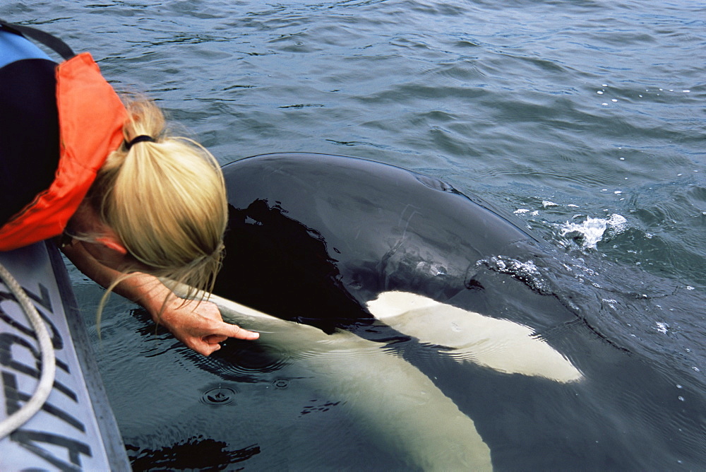 orca/ killer whale (Orcinus orca) 'Luna' (L98),  5-year old lone male interacting with Ingrid Visser (photo by T. Hardie) in Nootka Sound, West Vancouver Island, Canada, North Pacific.