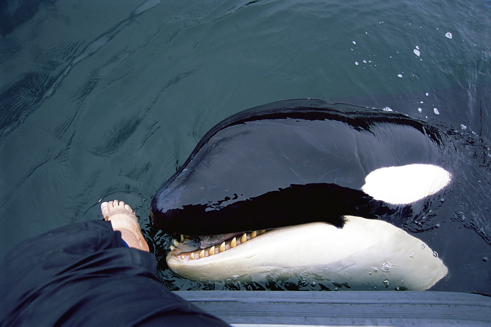 orca/ killer whale (Orcinus orca) 'Luna' (L98),  5-year old lone male interacting with people's feet in Nootka Sound, West Vancouver Island, Canada, North Pacific.