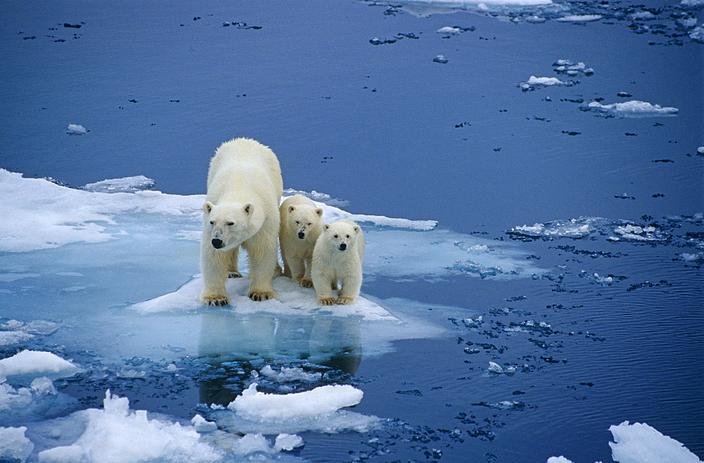 Polar bear (Ursus maritimus) female with two first-ear cubs on pack ice. Spitzbergen, Polar High Arctic, North Atlantic.