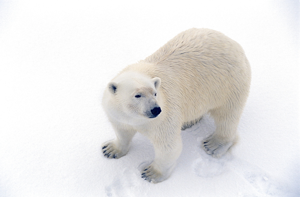 Polar bear (Ursus maritimus) large adult male on snow ice pack. Spitzbergen, Polar High Arctic, North Atlantic.