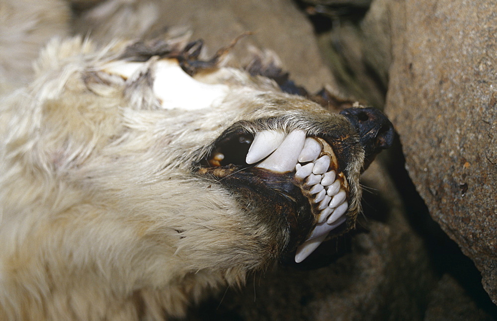 Head of dead Polar Bear (Ursus maritimus). Died of natural causes. Spitzbergen, Polar High Arctic, North Atlantic.