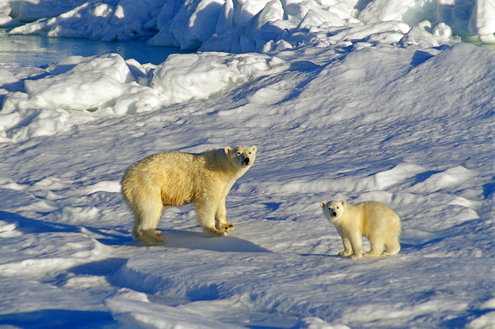 Polar bear (Ursus maritimus) mother with cub at edge of the ice.