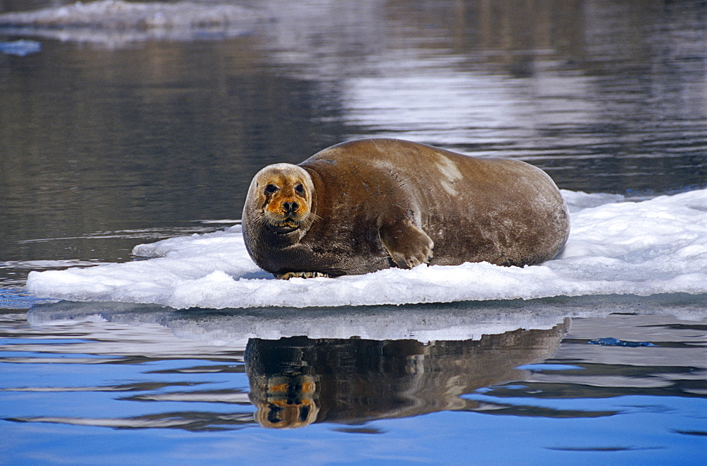 Bearded seal (Erignathus barbatus) hauled-out. Spitzbergen, North Atlantic Ocean.