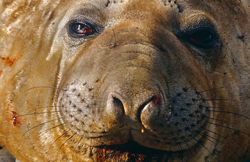 Sub-adult male Southern elephant seal (Mirounga leonine), South Georgia Island, Antartica, Southern ocean.