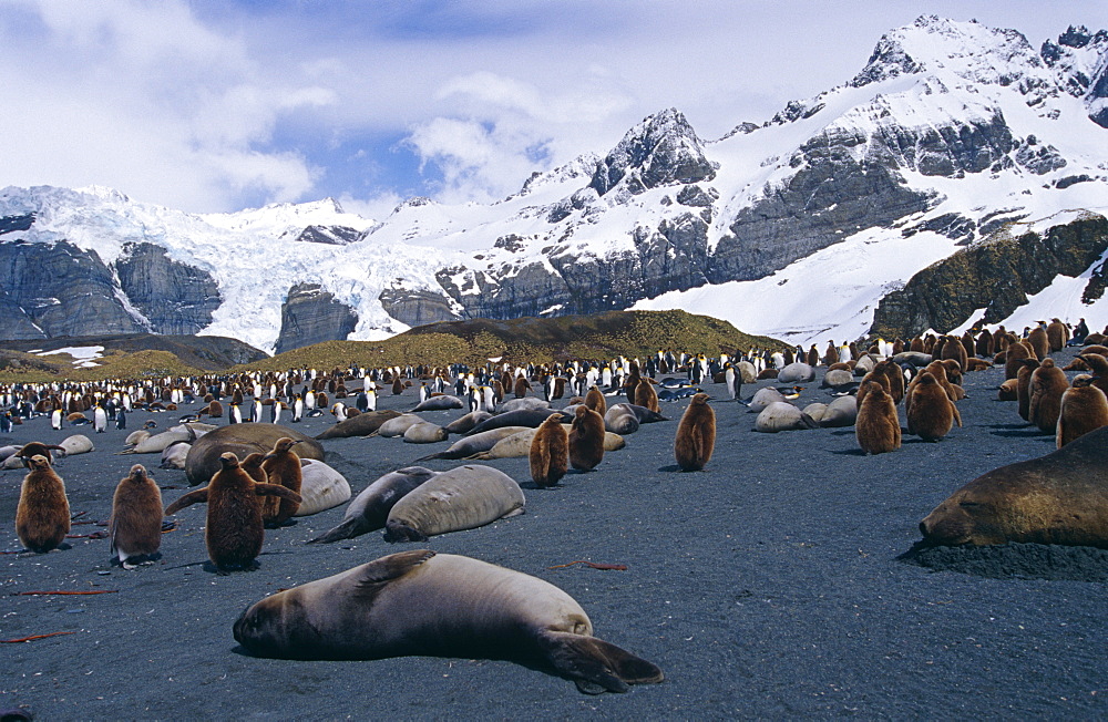 Southern elephant seal (Mirounga leonine) with king penguins (Aptenodytes patagonicus) in background, South Georgia Island, Antartica, Southern ocean.