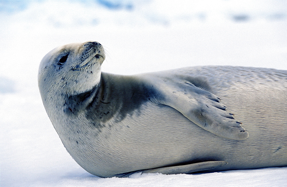 Crab eater seal (Lobodon carcinophaga) hauled out. Antarctic Peninsula, Southern Ocean.