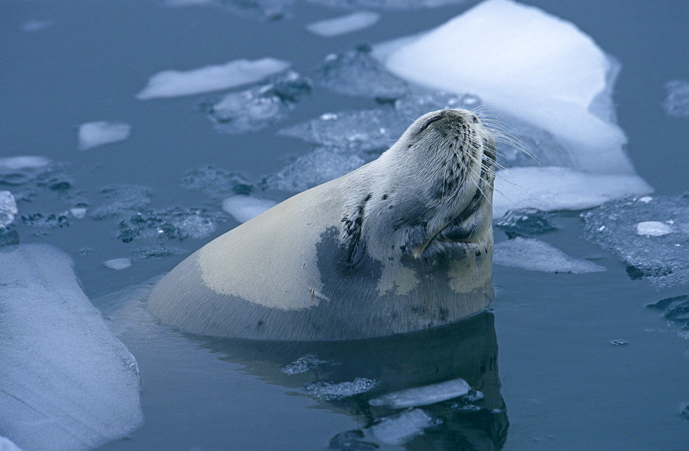 Crab eater seal (Lobodon carcinophaga) sleeping while floating at sea, near sea ice. Anvers Island, Antarctic Peninsula, Southern Ocean.