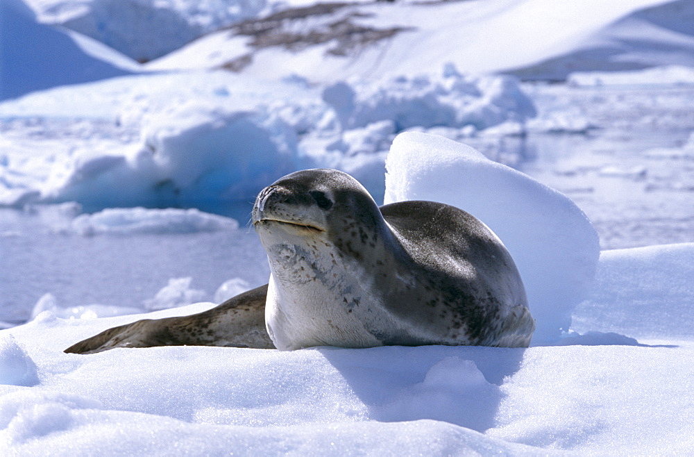 Leopard seal (Hydruga leptonnyx). Antarctic Peninsula, Southern Ocean.