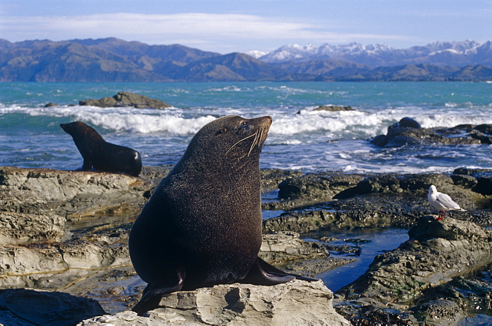 New Zealand fur seal (Arctochephalus forsteri) on rugged Kaikoura coast. Kaikoura, South Island, New Zealand.