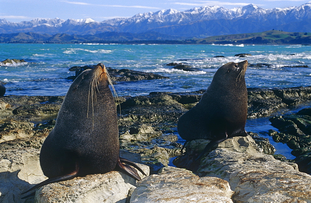 New Zealand fur seal (Arctochephalus forsteri) on rugged Kaikoura coast. Kaikoura, South Island, New Zealand.