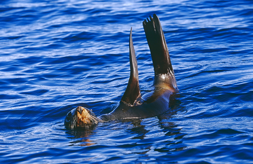 New Zealand fur seal (Arctochephalus forsteri) 'jugging' at surface (thermo regulation).Kaikoura, South Island, New Zealand.