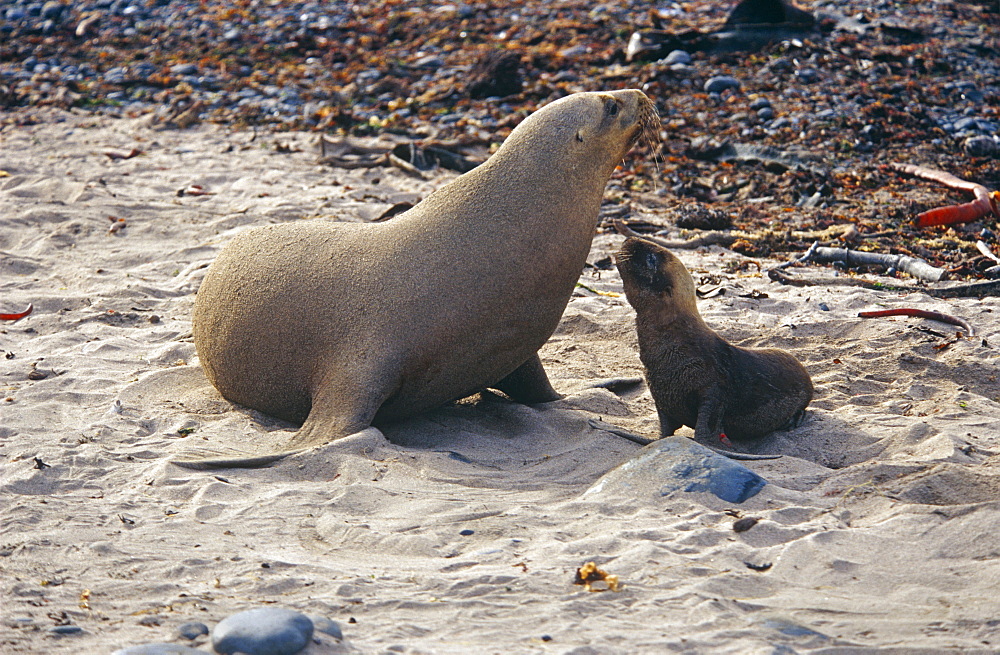 Hookers sealion (Phocarctos hookeri) mother with pup. Enderby Island, Subantarctic islands, New Zealand, Southern ocean.