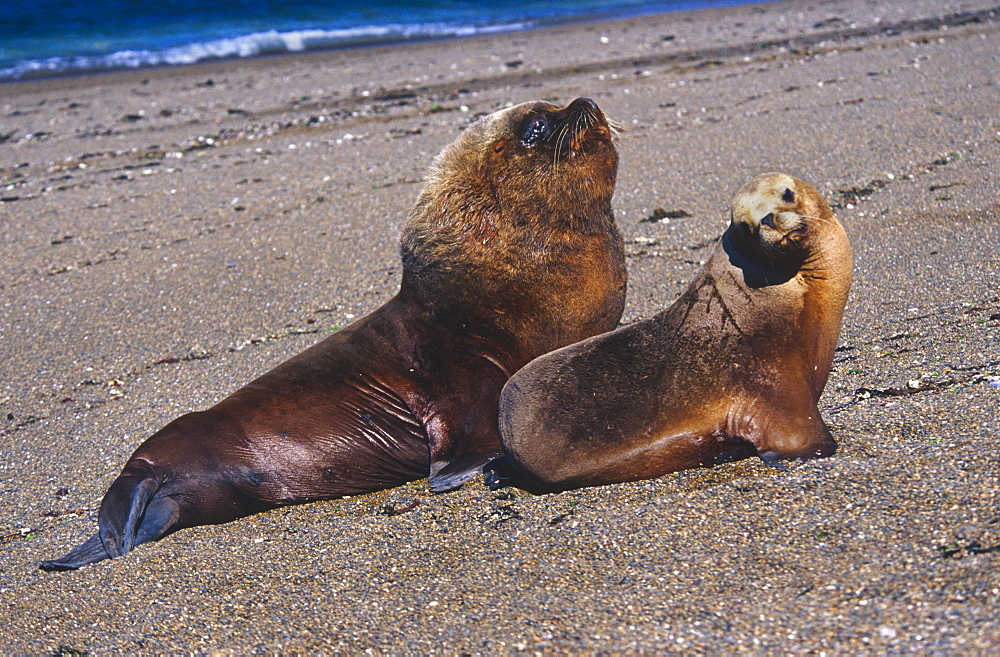 South American Sealion (Otaria flavescens) female and larger male. Punta Norte, Peninsula Valdez, Patagonia, Argentina.