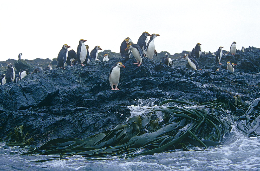 Royal Penguins (Eudyptes schlegli) on land. Maquarie Island, Australian sub-antarctic, Southern Ocean.