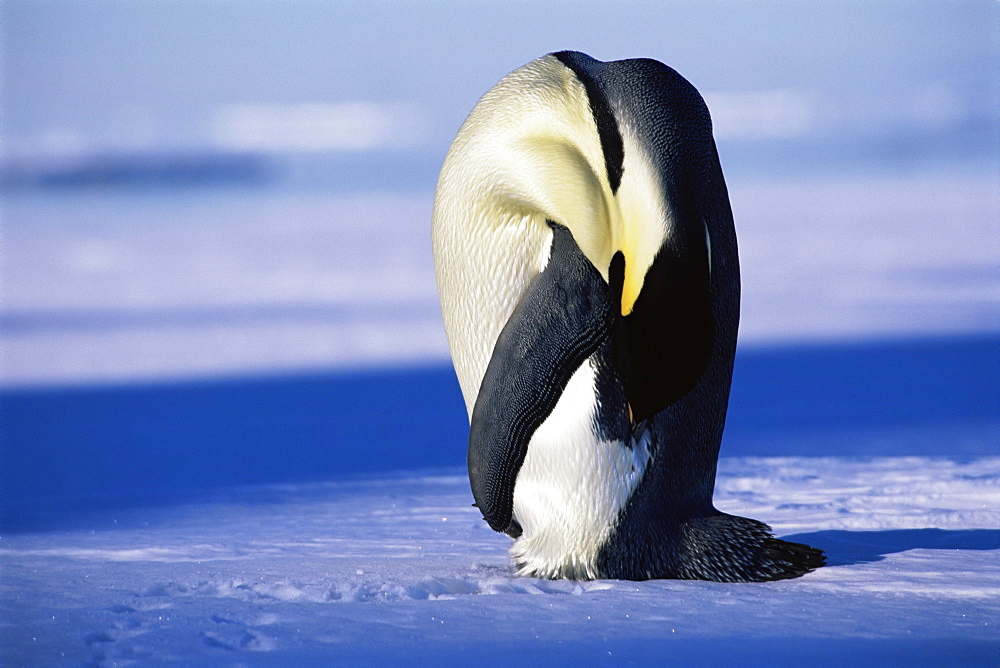 Emperor penguin (Aptenodytes forsteri) head bent over, Ross Sea, Antarctica, Southern Ocean.