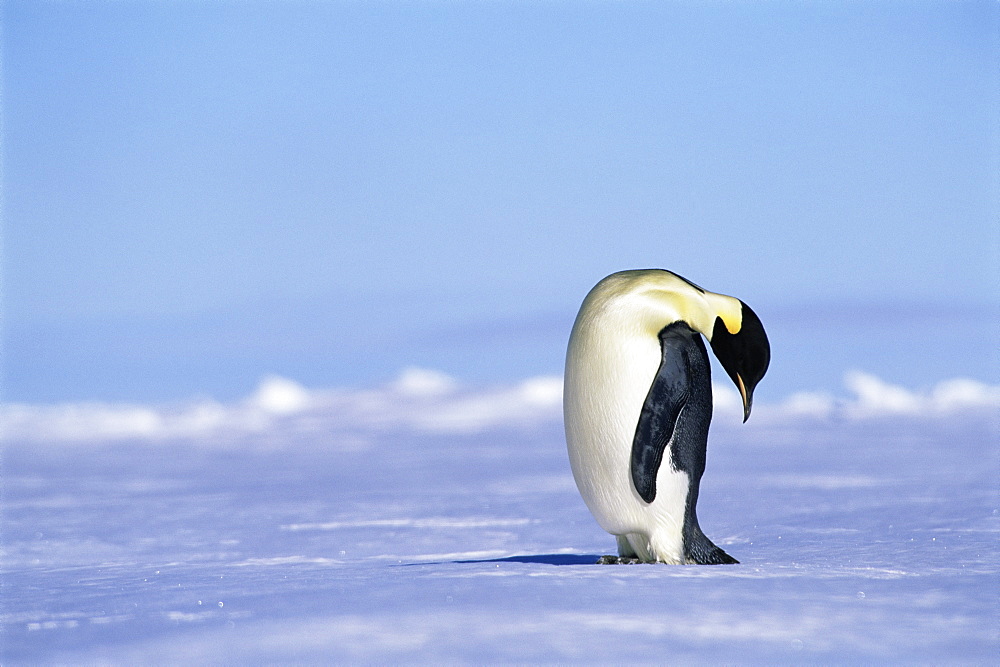 Emperor penguin (Aptenodytes forsteri) head bent over, Ross Sea, Antarctica, Southern Ocean.