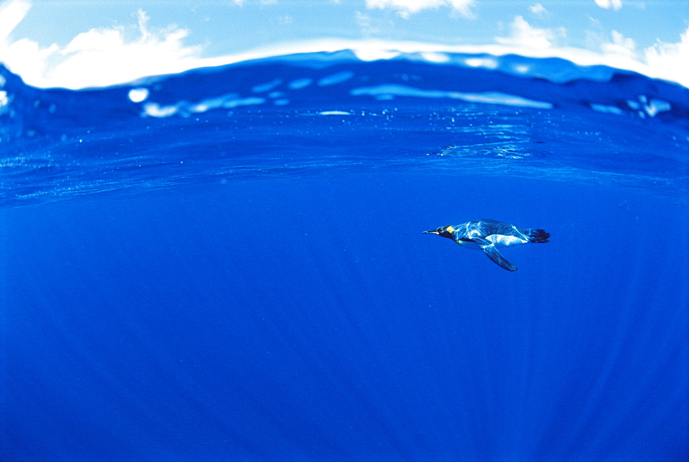 King penguin (Aptenodytes patagonicus)  Underwater, Macquarie Island, Australian sub-Antarctic.