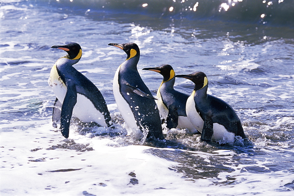 King penguins (Aptenodytes patagonicus) in surf, South Georgia, Antarctica, Southern Ocean. 