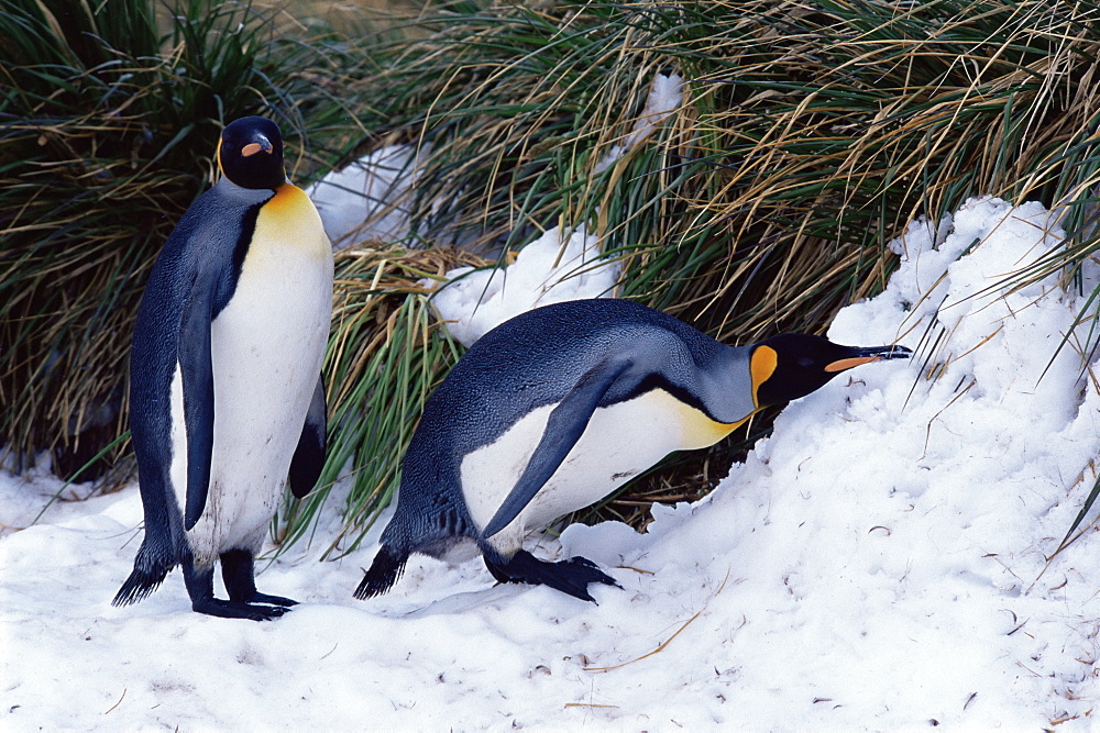 King penguin (Aptenodytes patagonicus) eating snow, South Georgia, Antarctica, Southern Ocean. 