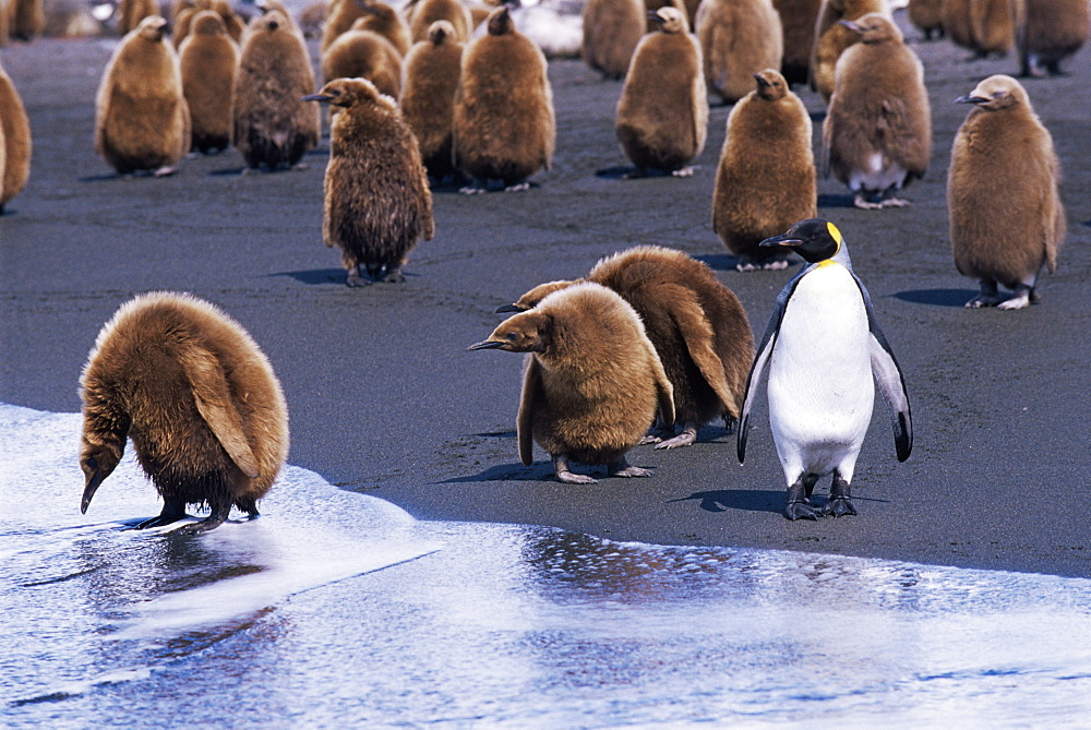 King penguins (Aptenodytes patagonicus) adult and chicks, South Georgia, Antarctica, Southern Ocean. 