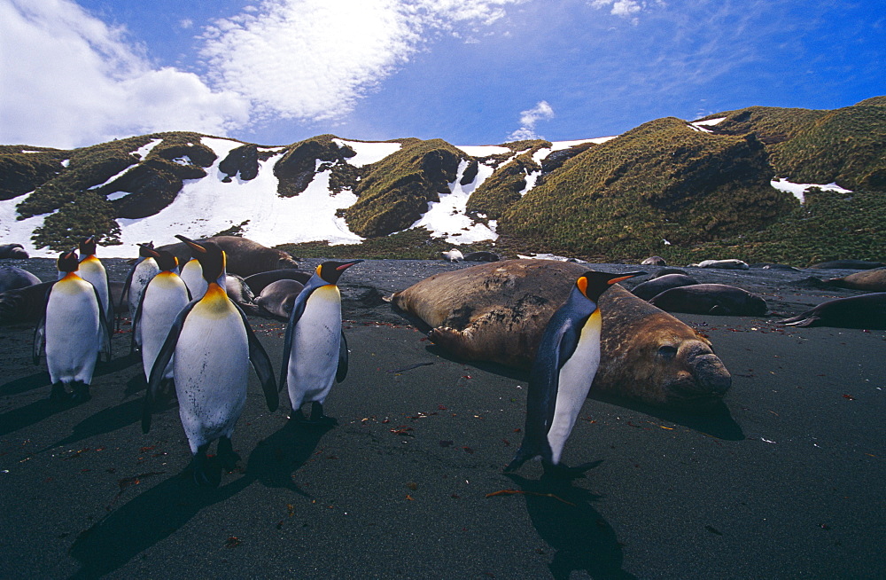 Male Southern elephant seal (Mirounga leonine) with king penguins (Aptenodytes patagonicus). South Georgia Island, Antartica, Southern ocean.