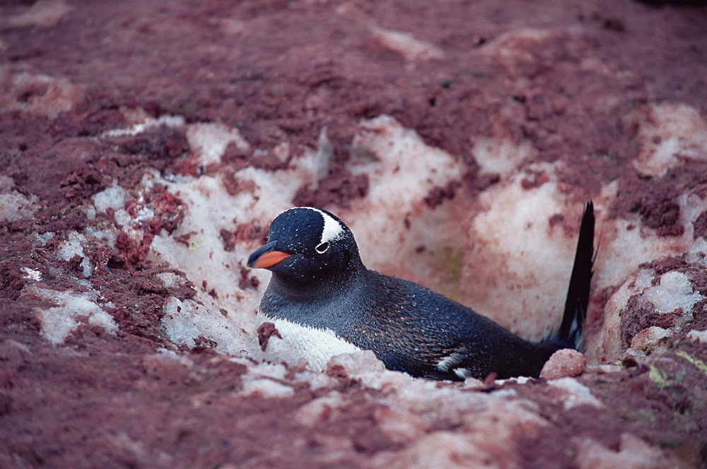 Gentoo penguin (Pygoscelis papua)  attempting to nest, which is 3/4 buried in deep snow from heavy snowfall,, Cuverville Island, Antarctica, Southern Ocean.