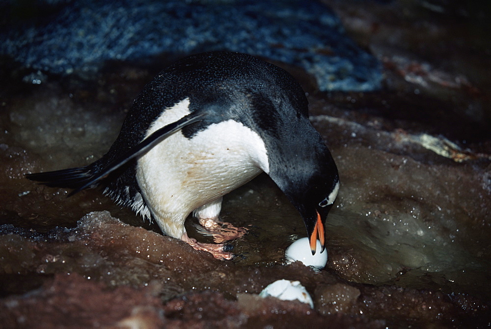 Gentoo penguin (Pygoscelis papua), eggs being washed away after unprecedented rainfall, Cuverville Island, Antarctica, Southern Ocean.