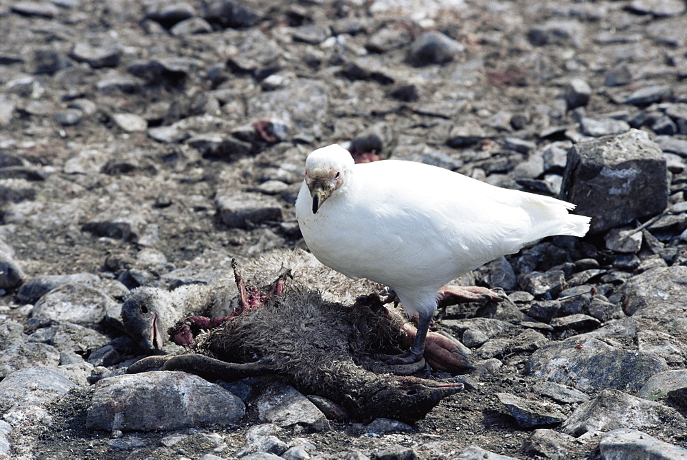 Sheathbru feeding on dead Gentoo Penguin chick (Pygoscelis Papua), Hannah Point, Antarctica, Southern Ocean.