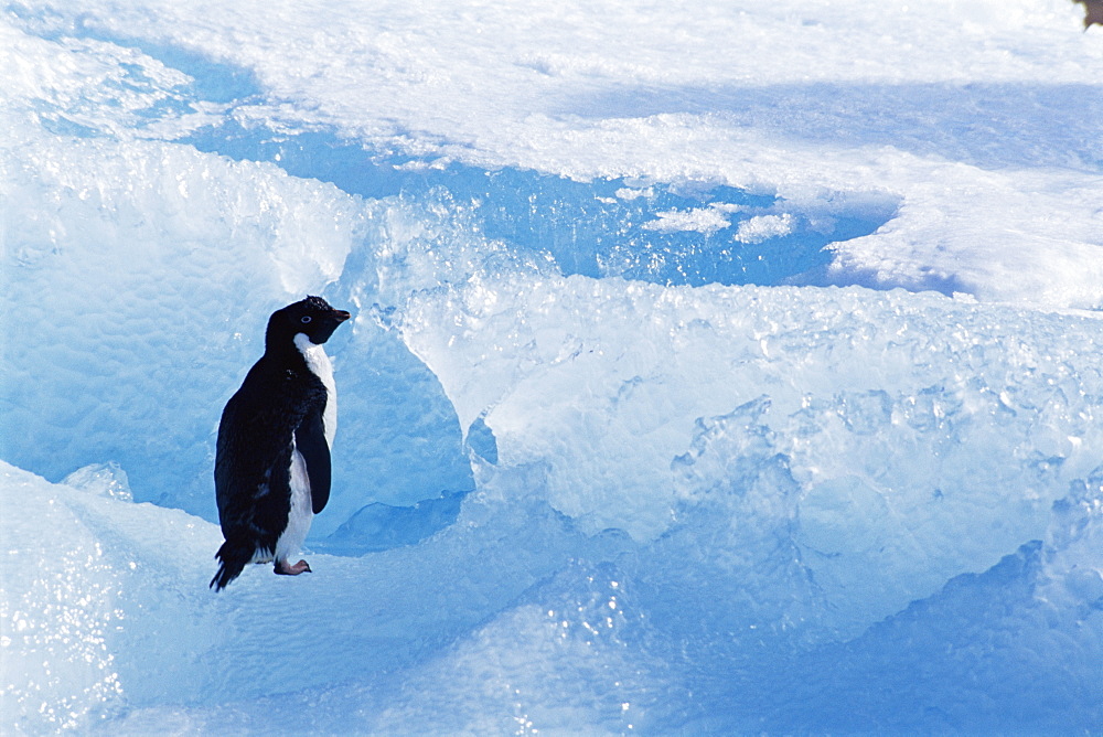 Adelie penguin (Pygoscelis adeliae) on ice berg, Terra Nova Bay, Ross Sea, Antarctic, Southern Ocean