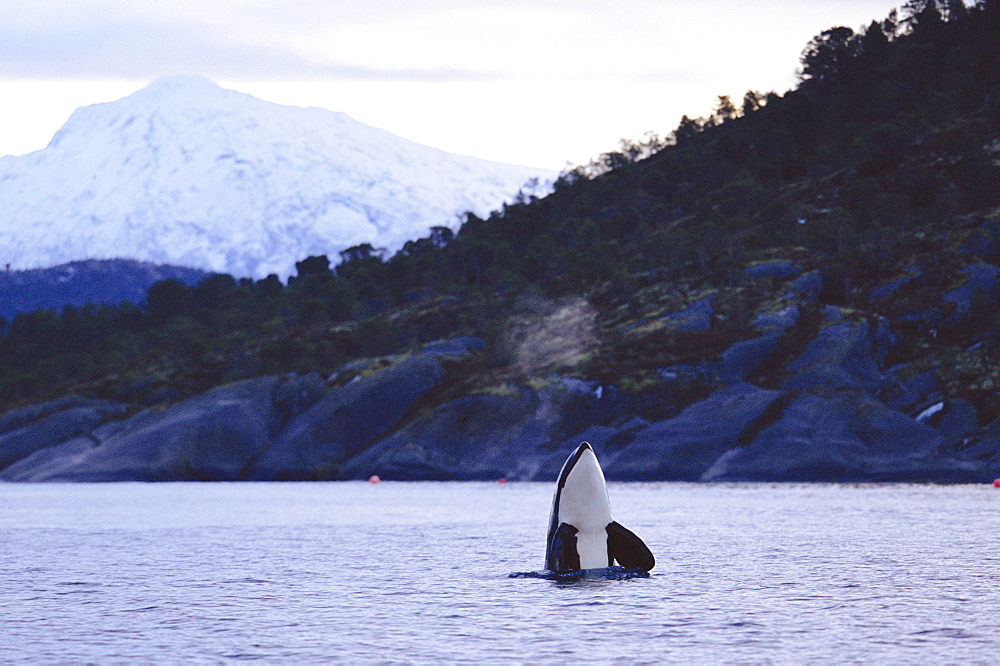 Killer whale (Orcinus orca) spy hopping Tysfjord, Norway