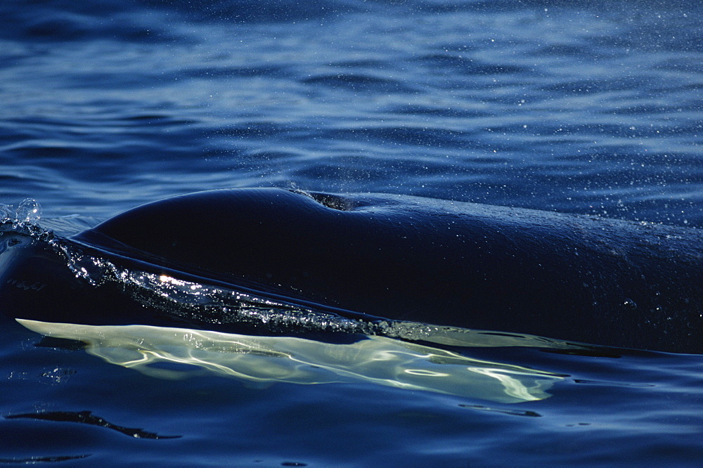 Killer whale about to surface (Orcinus orca) Monterey Bay, California, USA