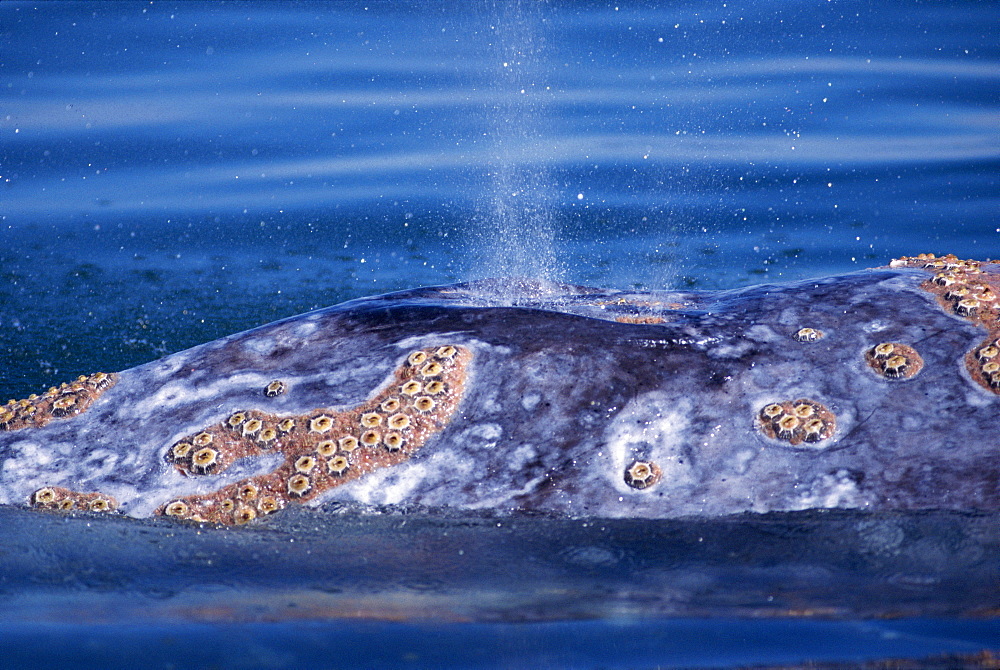 Grey whale (Eschrichtius robustus). Blowhole visible. Baja, California