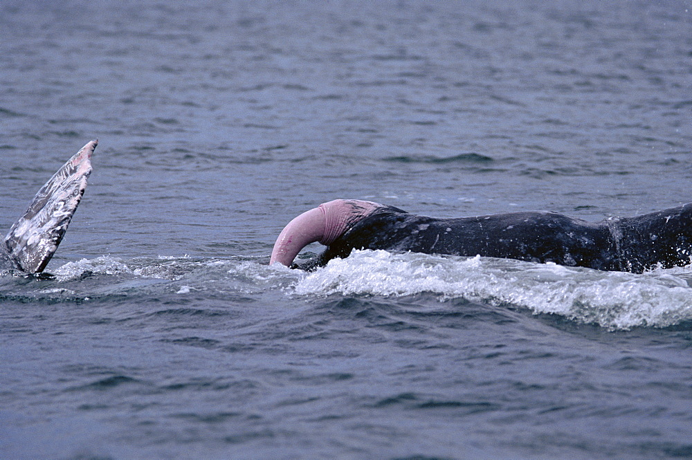 Grey whale (Eschrichtius robustus). Penis showing during courtship. San Ignacio Lagoon, Baja, Mexico