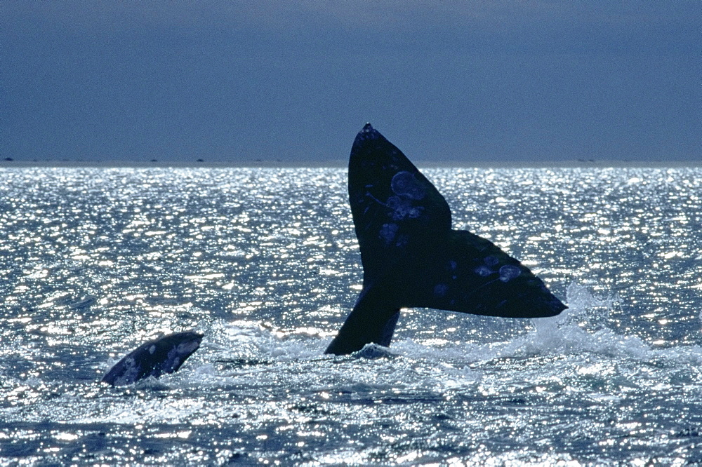 Grey whale 'fluking up' before deep dive (Eschrichtius robustus) San Ignacio, Baja California