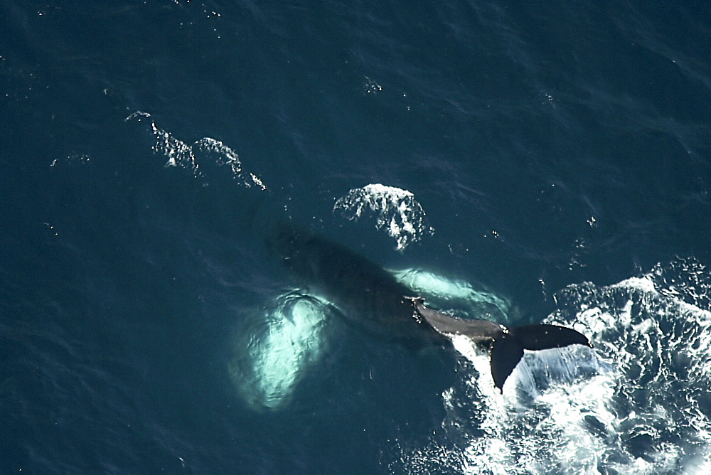 Humpback whale (Megaptera novaeangliae) at the surface and tail slapping continuously. Aerial photograph. Husavik, Iceland   (RR)