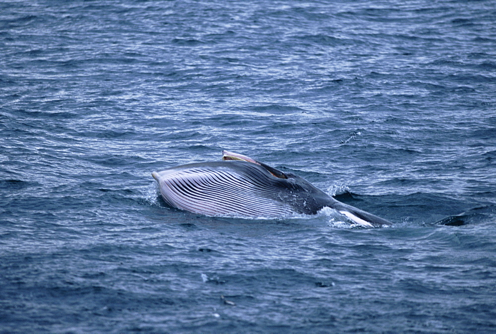 Minke whale (Balaenoptera acutorostrata) lunge feeding at surface showing throat grooves, Husavik, Iceland