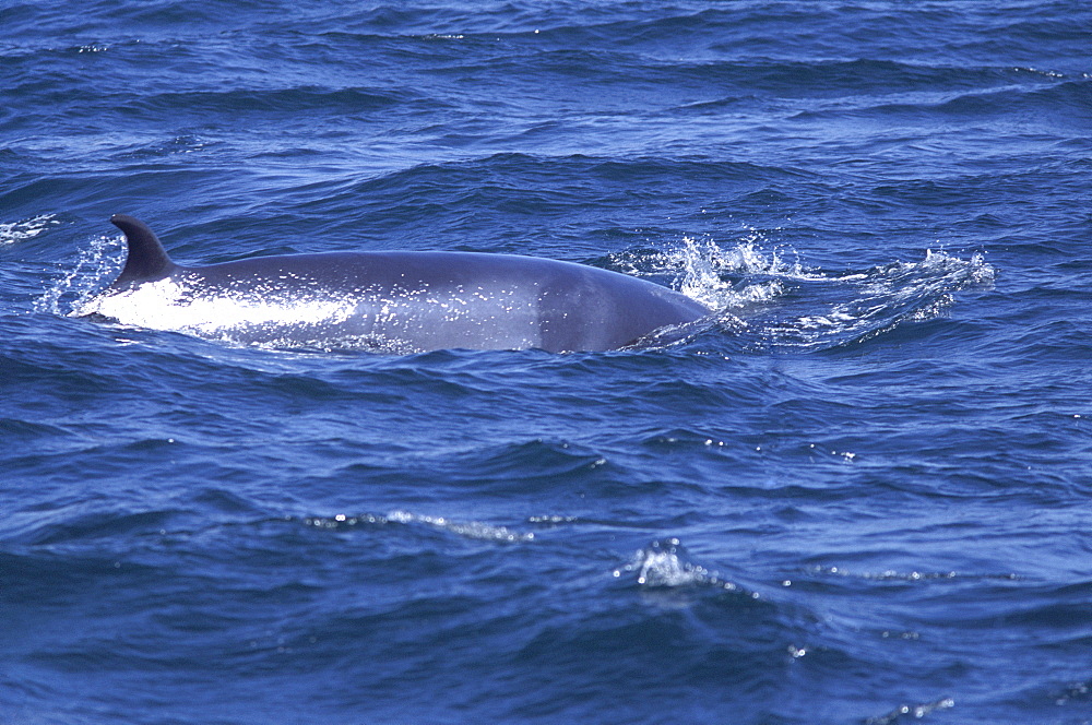 Minke whale, Hebrides, Scotland, UK, Europe