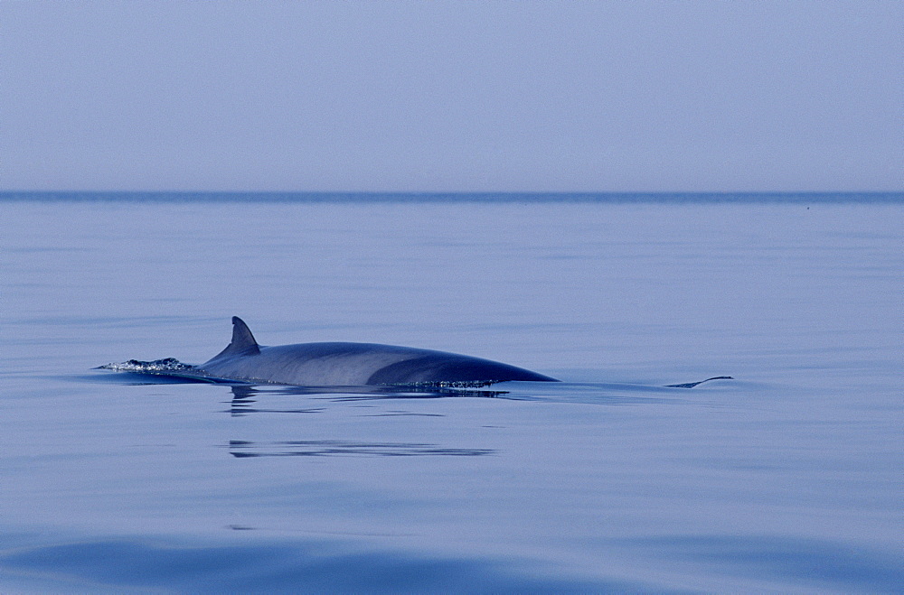 Minke whale (Balaenoptera acutorostrata) showing characteristic shevron pigmentation and dorsal fin set relatively far down the back. Hebrides, Scotland.