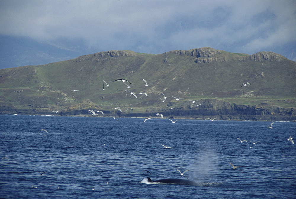 Minke whale (Balaenoptera acutorostrata) feeding on bait ball at surface, Isle of Mull, Hebrides, Scotland