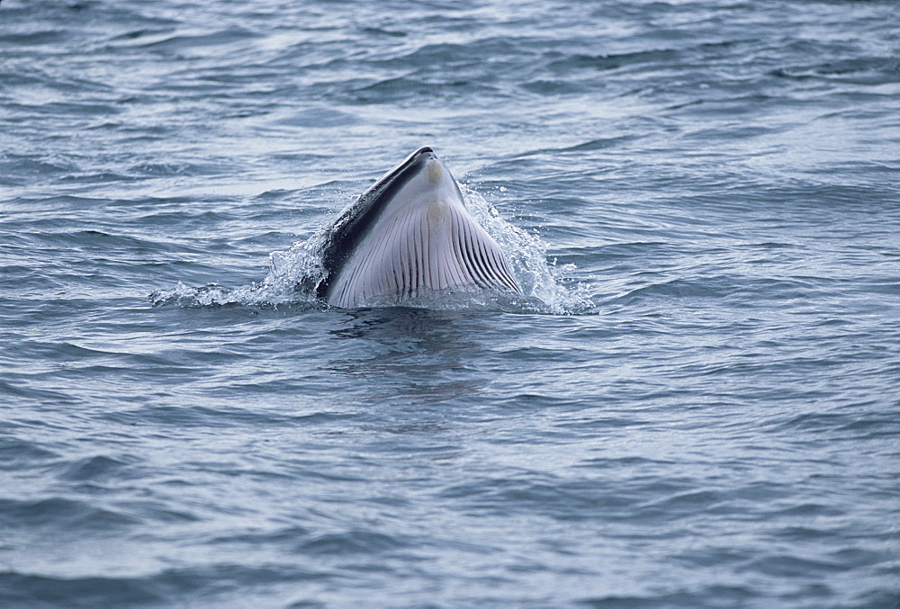 Minke whale (Balaenoptera acutorostrata) lunge feeding showing throat grooves, Iceland