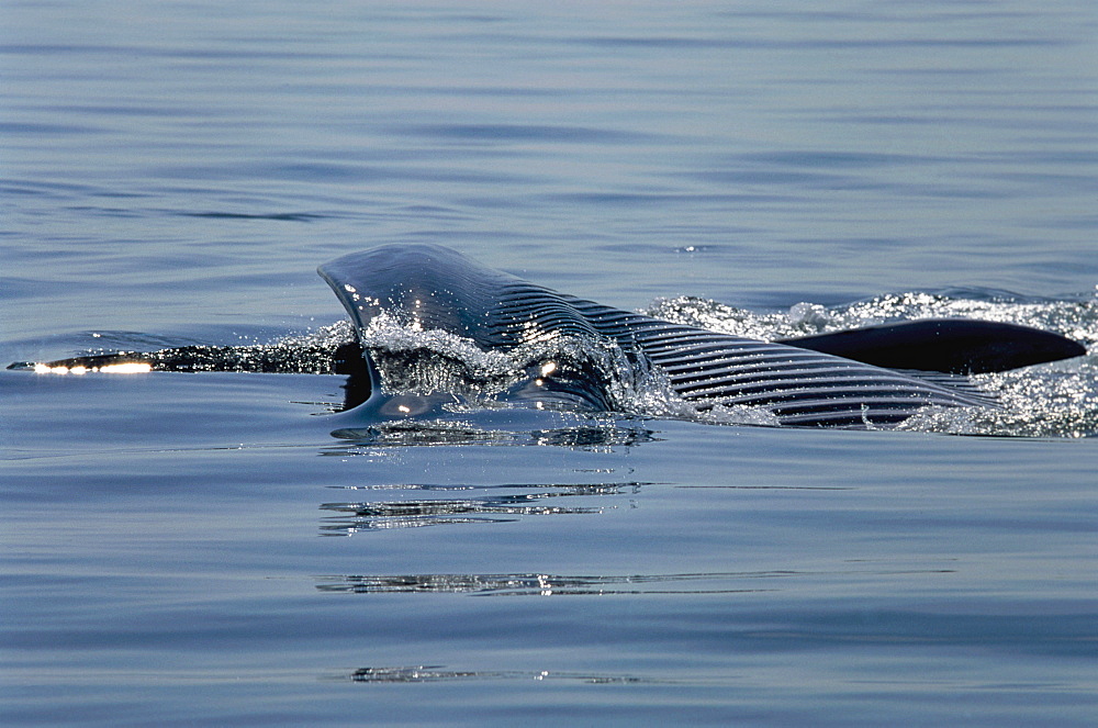 Fin whale (Balaenoptera physalus) lunge feeding