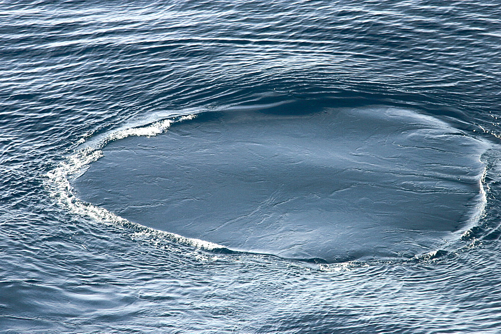 Fin whale fluke print, or 'foot print', caused by the powerful up stroke of a whale's tail while it is still near the surface (Balaenoptera physalus) . Bay of Biscay, SW   (RR)